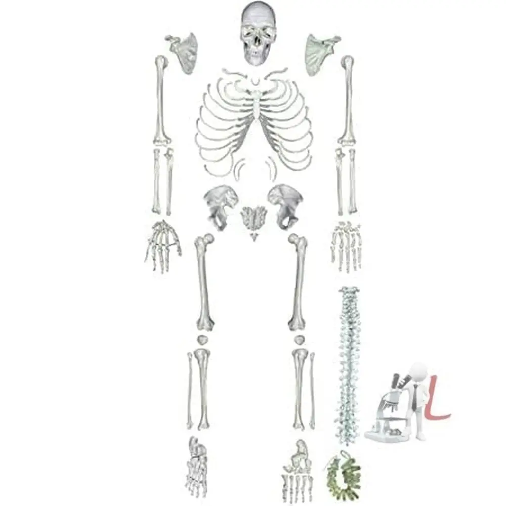 Human Skeleton Disarticulated With Intervertebral Discs 1