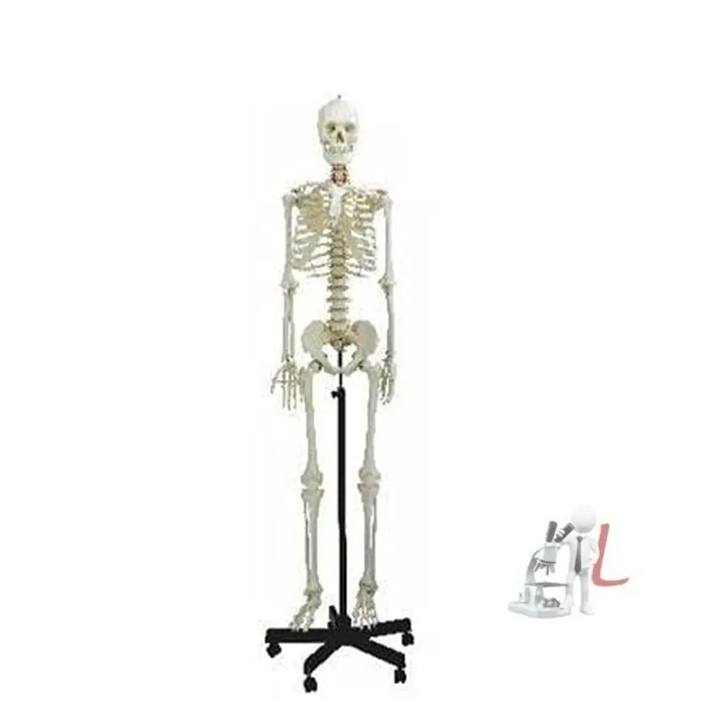 Human Skeleton Female Life Size Articulated 1