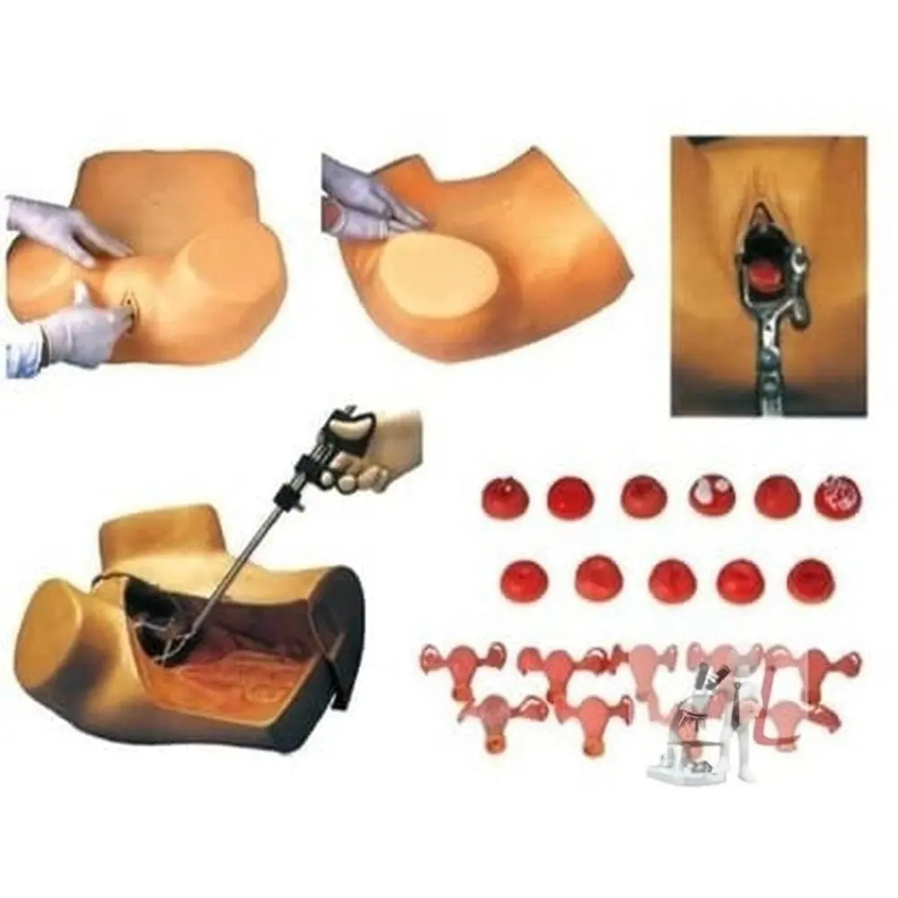 Scifa  Gynaecological Examination Model 1