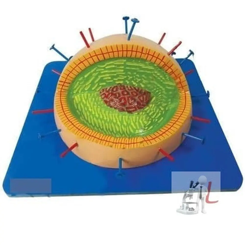 Scifa  Influenza Virus Anatomical Model 1