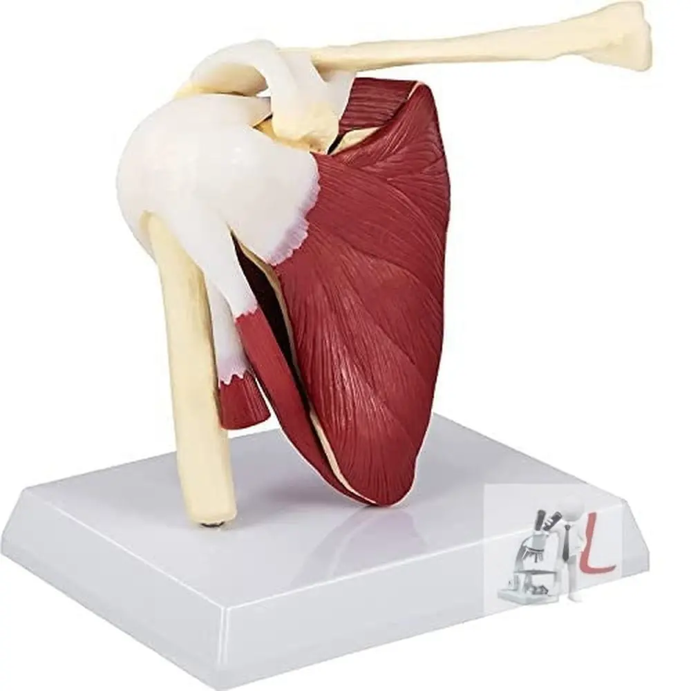 Scifa  Muscular Shoulder Joint Model 1