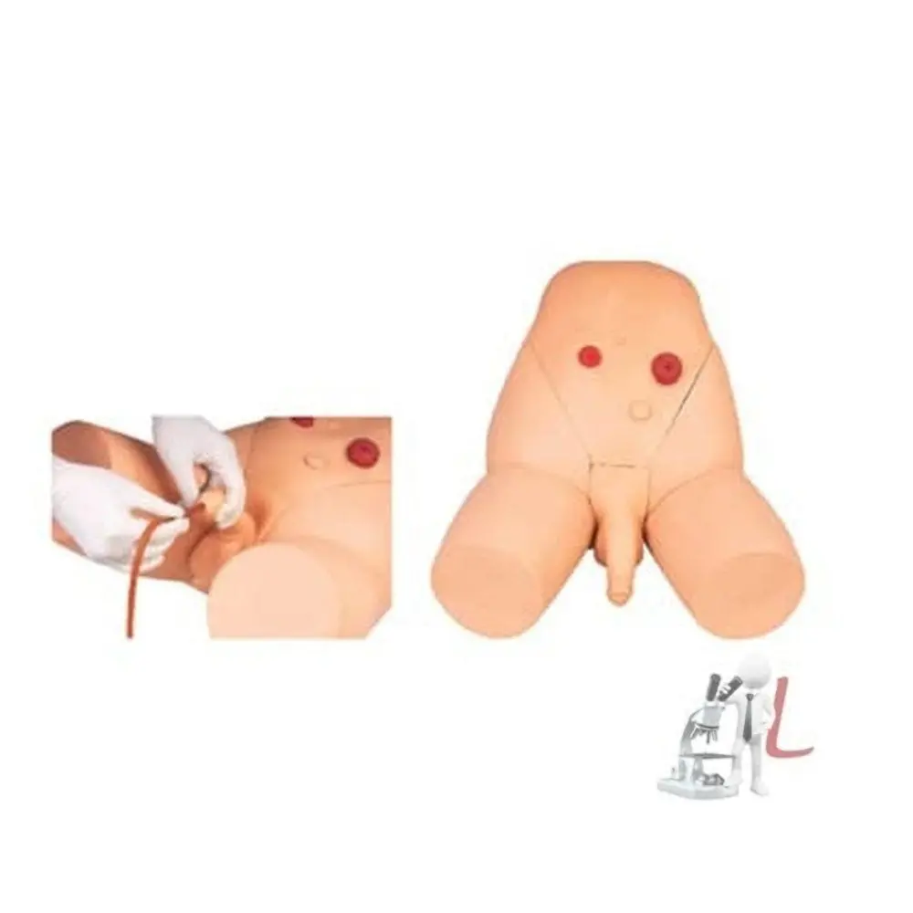 Scifa  Male Catheterization Training Simulator 1