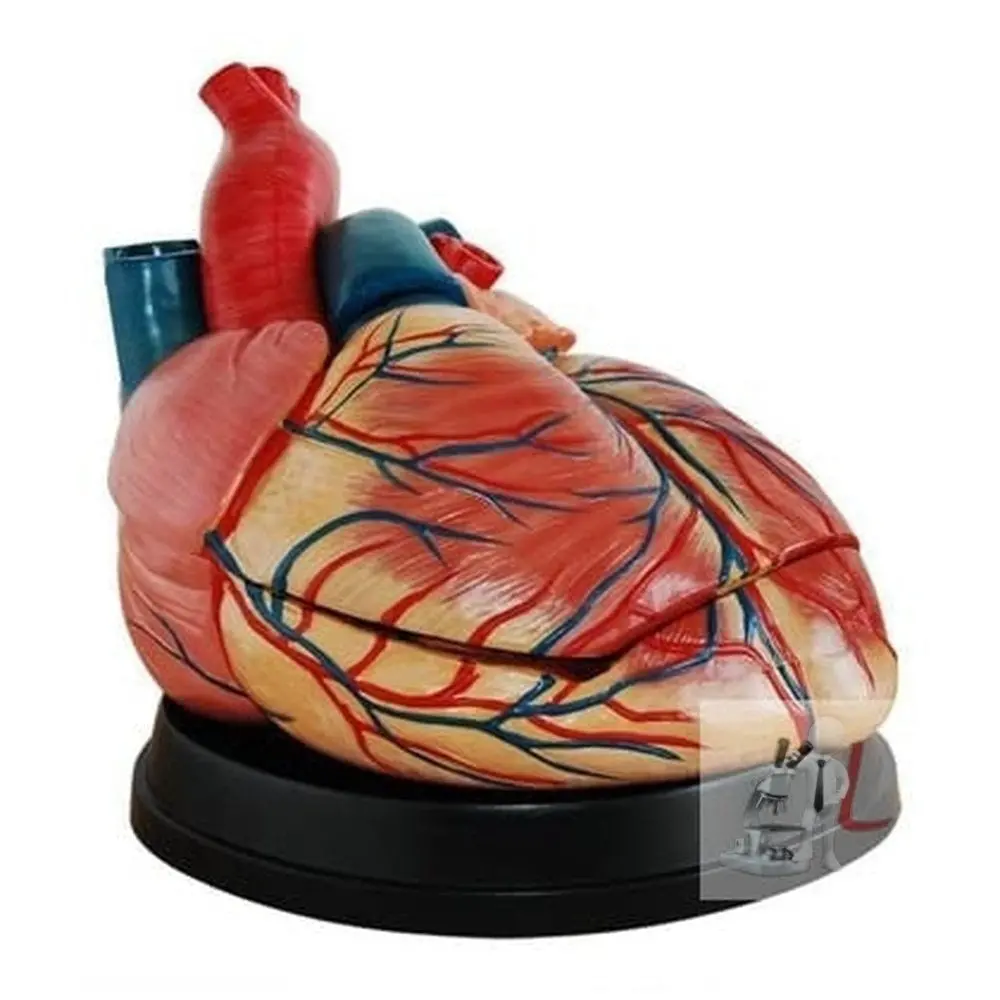 Scifa  Middle Heart Model 1