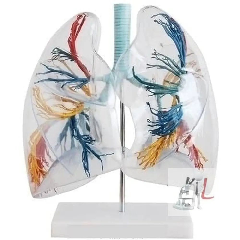 Transparent Lung Segment Model 1